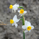 Bunch-Flowered Narcissus