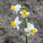 Bunch-Flowered Narcissus