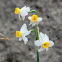 Bunch-Flowered Narcissus