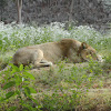 Asiatic Lion (Lioness)