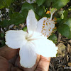 ചെബരത്തി, White Hibiscus,  rose mallow