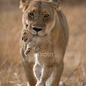 The Last One by Lourens Lee Wildlife Photography - Animals Lions, Tigers & Big Cats
