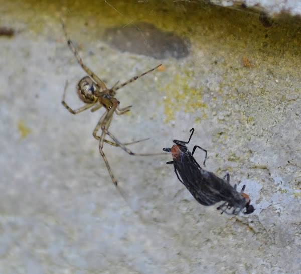False house button spider | Project Noah
