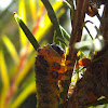 Bottlebrush Sawfly Larva