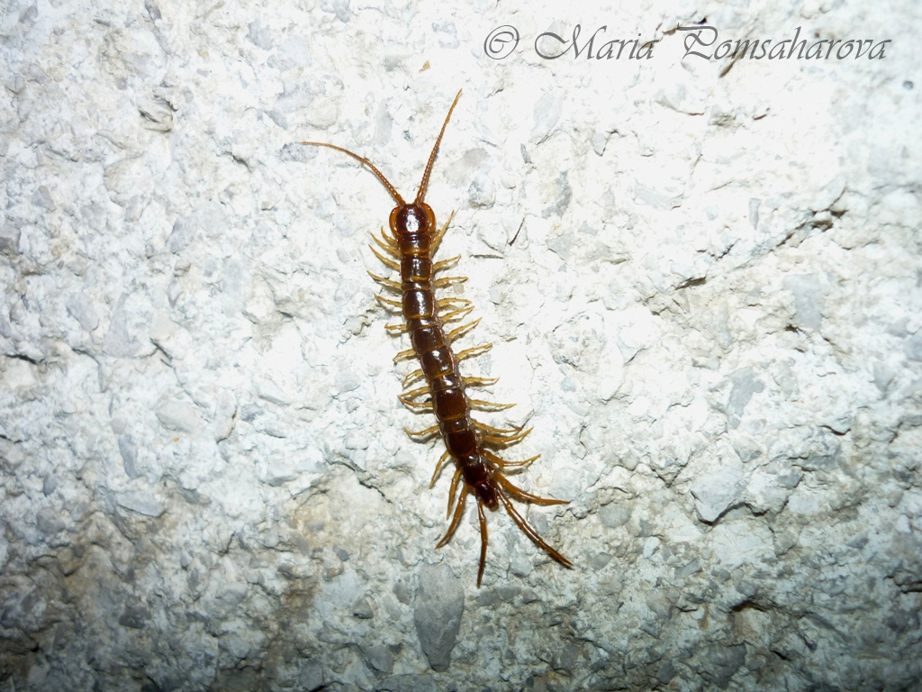 Brown Centipede