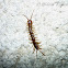 Brown Centipede