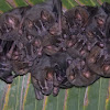 murciélago orejiamarillo - murciélago de campamento - Tent making bat