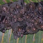 murciélago orejiamarillo - murciélago de campamento - Tent making bat