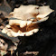 Polyporus fungus