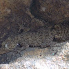 Southern Leaf-tailed Gecko