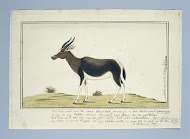 Damaliscus pygargus pygarus (Bontebok)