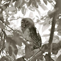 Spotted Wood - owl