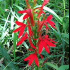 Cardinal flower