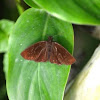 Butterfly/Moth