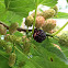 Black Mulberry