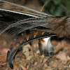 Superb Lyrebird or Weringerong