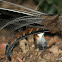 Superb Lyrebird or Weringerong