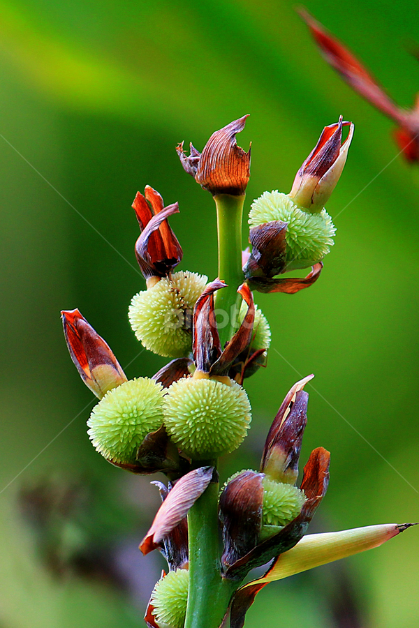 Tetap mempesona by Luxmen 46 - Nature Up Close Other plants