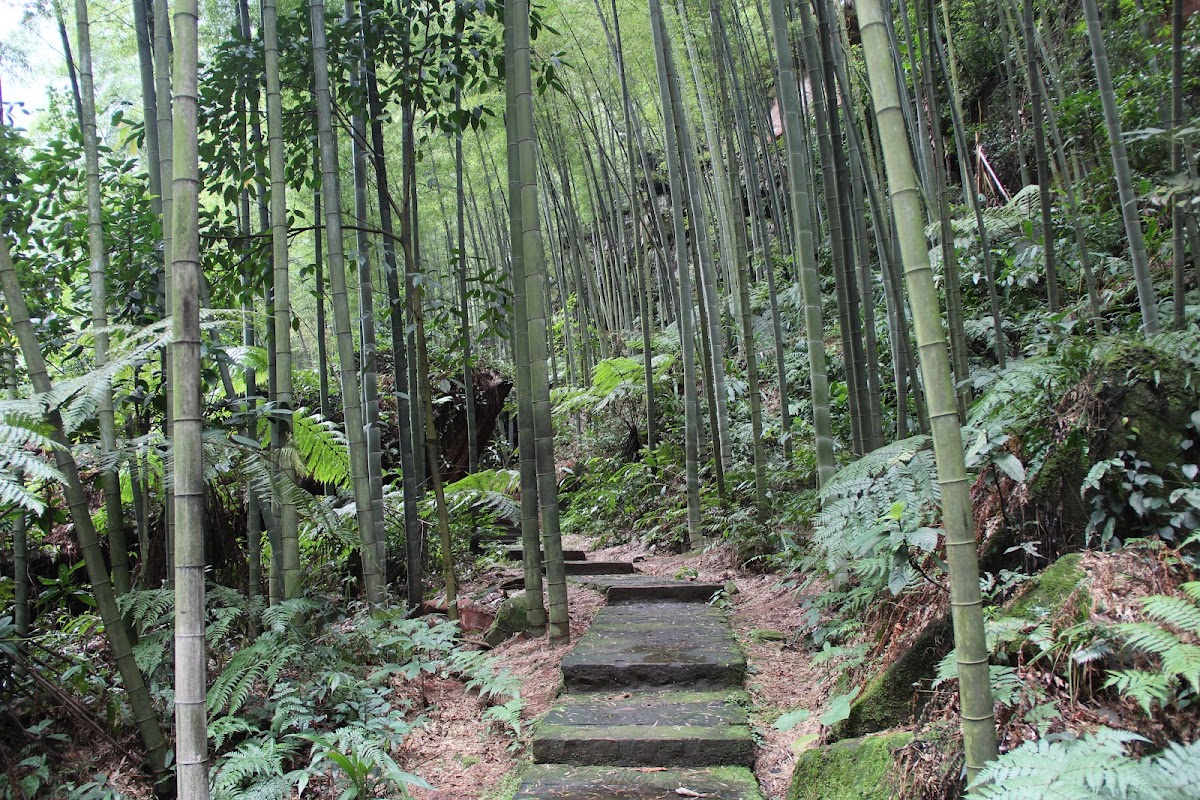 Giant Bamboo forest