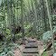 Giant Bamboo forest