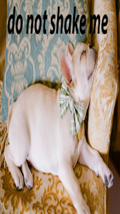 Free Dancing dog APK for Android