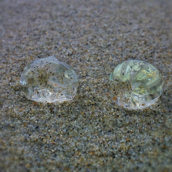 Comb Jellies /Gooseberries Project Noah