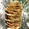 Sulphur Shelf fungus
