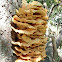 Sulphur Shelf fungus
