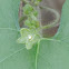 Green milkweed vine, Net vein milkvine, Netted milkvine, Pearl milkweed Vine