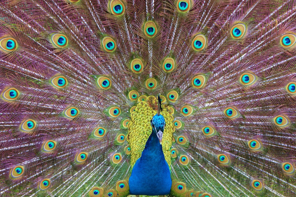 peacock/peafowl