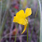 Horned Bladderwort