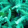 Blue eyed cardinal fish