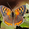 Common Copper, Manto bicolor.