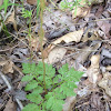 Rattlesnake Fern