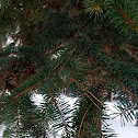 Blue Spruce