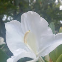ginger lily (camia)