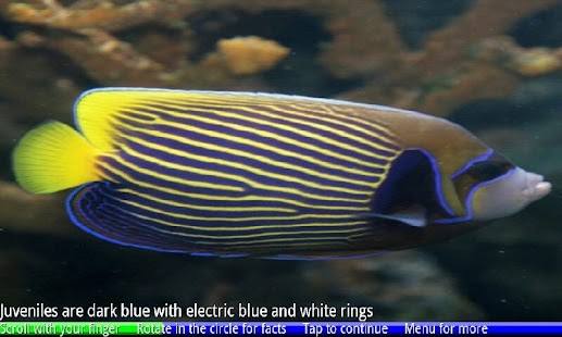 Fish of the Coral Reef 1 FREE - náhled