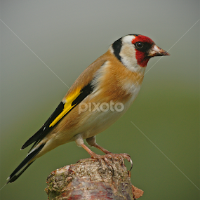 Goldfinch by Bob Rawlinson - Animals Birds
