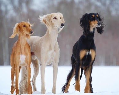 Best Dogs Wallpapers 2 Screenshots 1