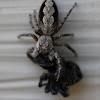 Large Diamond-backed Jumper