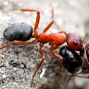 Ant