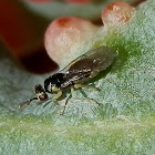 Eulophid wasp amongst leaf galls