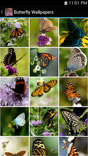 Butterfly Hunter - Android Apps on Google Play