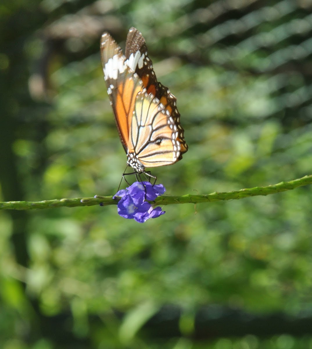 Common tiger butterfly