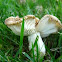 Mystery Mushroom A - Older specimen