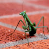 Garden Praying Mantis