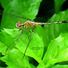 Ground Skimmer ♀