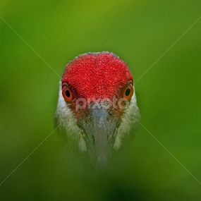 The  Observer  by Silvia Mininni - Animals Birds