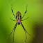 Decorative Leucauge Spider (Female)