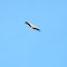 Cigüeña. White stork